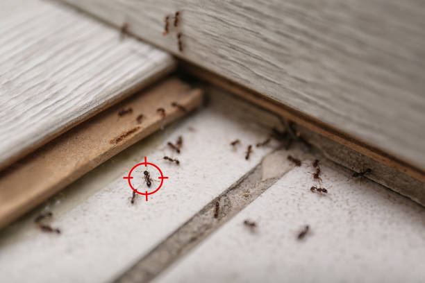 Best Best Pest Control Companies  in Florence, TX
