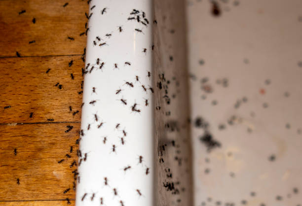 Best Affordable Pest Control Services  in Florence, TX